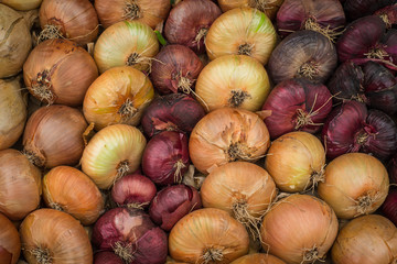 Variety of organic farm fresh onions