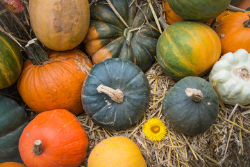 variety of autumn harvest vegetable on natural background