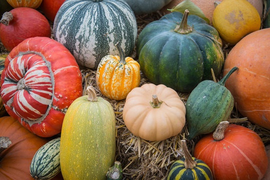 variety of autumn harvest vegetable on natural background