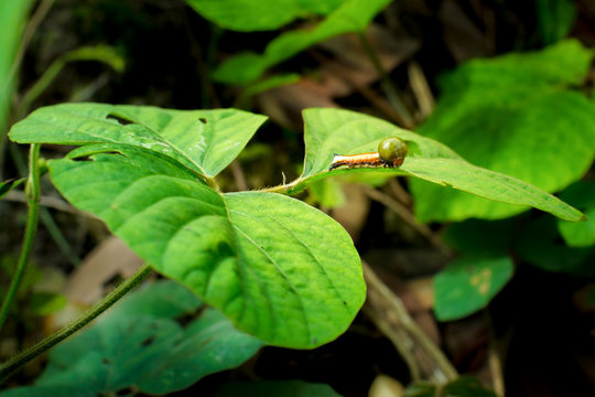 Worm climbing on green leaf.