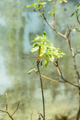 Dragonfly holding on dry branch.