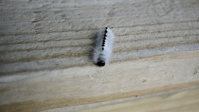 White Hickory Tussock Moth Caterpillar