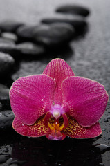 Naklejka na ściany i meble spa concept –red orchid with stones and wet background