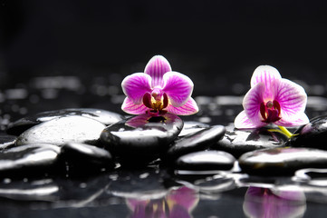 Still life with Two orchid and candle on pebbles