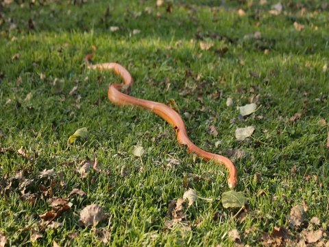 Albino Snake - Grass Snake - Ringelnatter