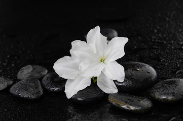 Obraz na płótnie Canvas Still life with white lily \with therapy stones