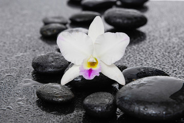Fototapeta na wymiar spa concept –white orchid with black stones