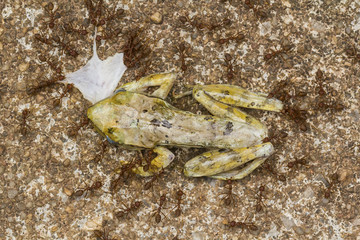 Ants eat tree frog