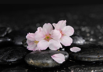 Obraz na płótnie Canvas Cherry blossom, sakura flowers on pebbles