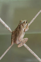Tree Frog