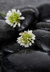 white tropical flower and stones on wet background
