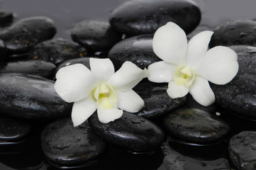 Fototapeta na wymiar two white orchid with therapy stones