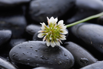 Fototapeta na wymiar white flower and stones on wet background