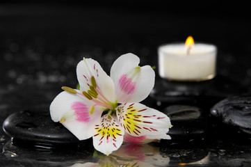 Beautiful new orchid with white candle on wet background