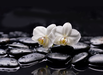 Set of two white orchid with therapy stones