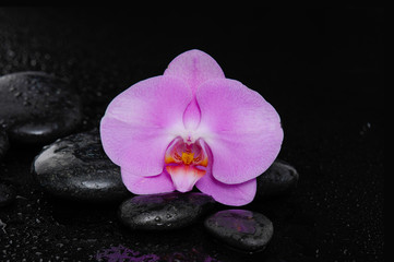 Macro of beautiful orchid with therapy stones