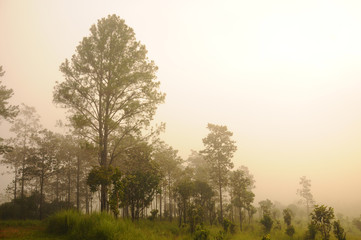 Fototapeta na wymiar Fog over the pine forest on sunrise background.