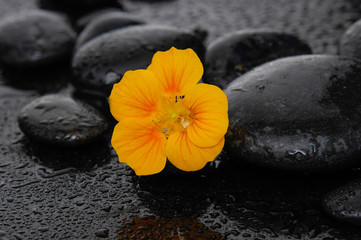 Yellow rose flower on pebbles-wet background