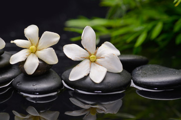 Fototapeta na wymiar Two gardenia flower and plant on pebbles –wet background