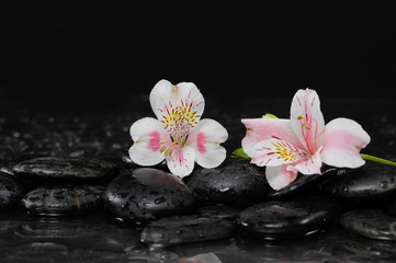 Fototapeta na wymiar Two white orchid on pebbles –wet background
