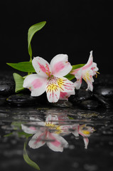 Fototapeta na wymiar still life with branch orchid on black pebbles with reflection