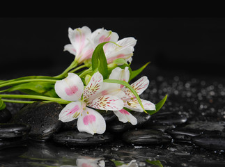 Fototapeta na wymiar branch orchid on black pebbles