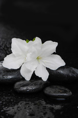 Fototapeta na wymiar Macro of beautiful lily with therapy stones