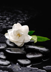 Fototapeta na wymiar gardenia flower on pebbles –wet background