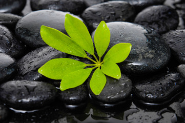 Obraz na płótnie Canvas Wet Stones with spring Green leaf