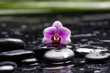 Obraz na płótnie Canvas beautiful orchid with green plant on black stones