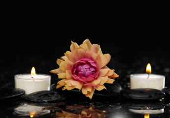 ranunculus flower with two white candle and therapy stones