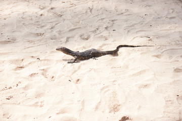 Baby iguana on beach sand