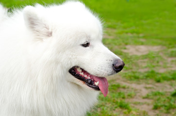 samoyed dog