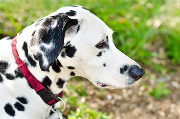 dalmatian