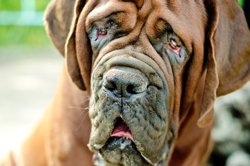 Obraz premium french mastiff