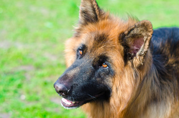 shepherd