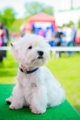 west highland terrier