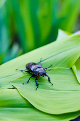 black beetle