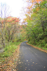 Autumn road
