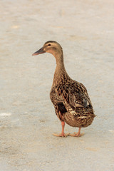 One duck on a land