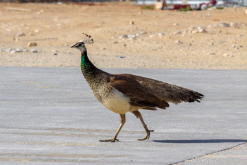 Single female peacock