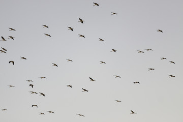 Flock of a storks flying on sky