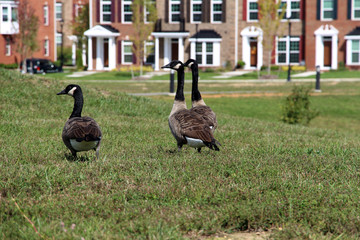 Three arrogant canadian geese are walking