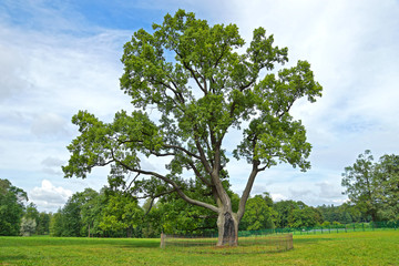 Fototapeta na wymiar Big oak on a glade