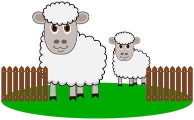 an organic sheep farming