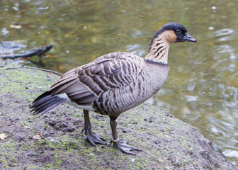 Hawaiian goose, Branta sandvicensis