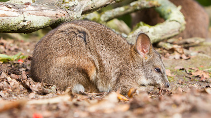 Sleeping parma wallaby