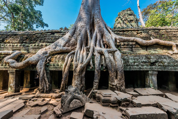 Fototapeta premium banyan tree Ta Prohm Angkor Wat Cambodia