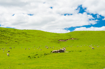 Sheep in the New Zealand