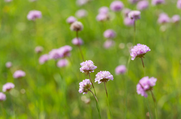 green field with pink wild flowers